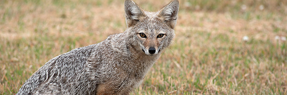MAMMALS Falkland Islands, fox image